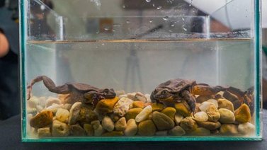 Las ranas Romeo y Julieta viven juntas para extender su especie en Bolivia