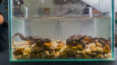 Las ranas Romeo y Julieta viven juntas para extender su especie en Bolivia