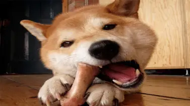 Se acabó la "sobra" para perros y gatos Se acabó la "sobra" para perros y gatos