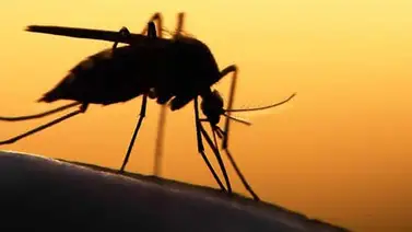 Científicos identifican a primates portadores del Zika Científicos identifican a primates portadores del Zika