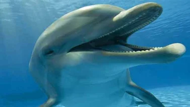 Observa cómo los delfines se drogan con toxinas de peces globo (+Video)