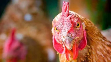 Gallinas matan a picotazos a un zorro que había entrado en su corral