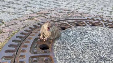 El rescate de una rata en apuros causa revuelo en Internet (+Video)