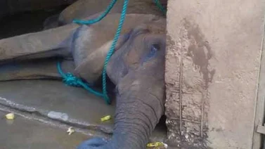 Parque Bararida de Barquisimeto confirma muerte de elefanta Gira y poni Indio