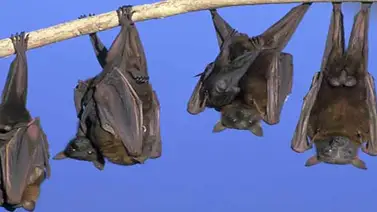Conoce por qué el murciélago vive boca abajo Conoce por qué el murciélago vive boca abajo