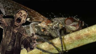 Los "zombies" realmente existen, pero solo en las moscas