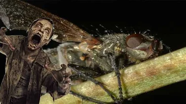 Los "zombies" realmente existen, pero solo en las moscas