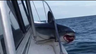 Tiburón blanco asusta a un científico mientras lo intentaba grabar
