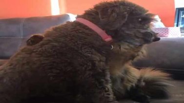 Capturan momento emotivo donde un gatito y una perrita demuestran su amor (+Video)