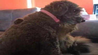 Capturan momento emotivo donde un gatito y una perrita demuestran su amor (+Video)