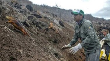 Introducen iguanas en isla ecuatoriana de Galápagos donde desaparecieron