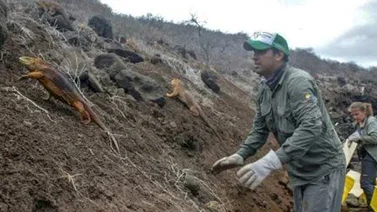 Introducen iguanas en isla ecuatoriana de Galápagos donde desaparecieron
