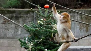 Mira lo que hacen estos animalitos con los árboles de navidad no vendidos