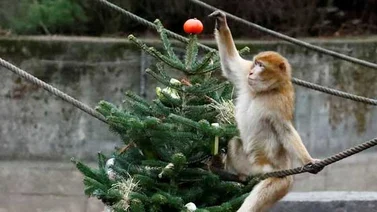 Mira lo que hacen estos animalitos con los árboles de navidad no vendidos