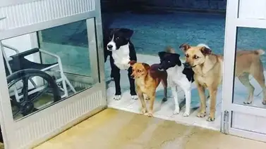 Gesto de los amigos más fieles que esperan en la puerta del hospital a su dueño Gesto de los amigos más fieles que esperan en la puerta del hospital a su dueño