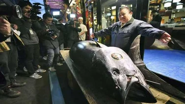 Venden atún aleta azul en 3 millones de dólares en Tokio