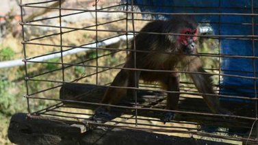 Seis detenidos en Vietnam por comerse a un mono mientras lo transmitían en Facebook