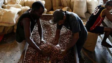 Reuters: Productores de cacao ven al Gobierno como un nuevo temor