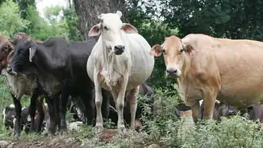 Roban reses, moto y escopeta en finca del diputado Luis Lippa en Apure (+Video) Roban reses, moto y escopeta en finca del diputado Luis Lippa en Apure (+Video)