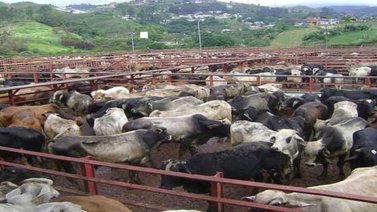 Gobierno intervendrá 21 mataderos por 180 días