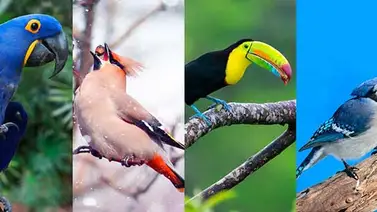 Brasil coopera en monitoreo mundial de la migración de aves Brasil coopera en monitoreo mundial de la migración de aves