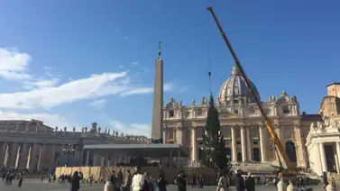 El tradicional árbol de Navidad del Vaticano llegó a la Plaza de San Pedro El tradicional árbol de Navidad del Vaticano llegó a la Plaza de San Pedro