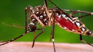 Casos de dengue van en aumento