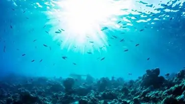 Científicos descubren posibles nuevas especies en el Caribe Científicos descubren posibles nuevas especies en el Caribe