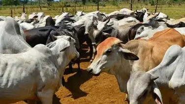 Fegalago denunció que después de los asesinatos en la Sierra de Perijá autoridades no intervinieron Fegalago denunció que después de los asesinatos en la Sierra de Perijá autoridades no intervinieron