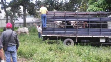 PJ denuncia que hay un matadero improvisado en Los Chorros
