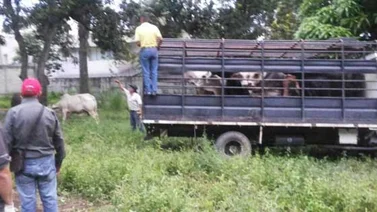 PJ denuncia que hay un matadero improvisado en Los Chorros