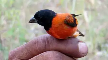 Científicos se unen para salvar al Cardenalito venezolano Científicos se unen para salvar al Cardenalito venezolano