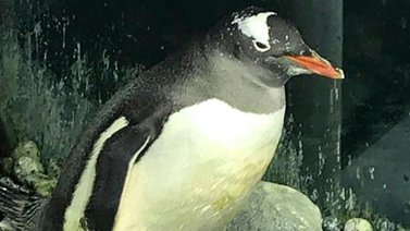 Una pareja de pingüinos machos se comportan como padres tras incubar un huevo