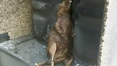 Una rata originó avería en subestación Palo Verde, según Motta Domínguez Una rata originó avería en subestación Palo Verde, según Motta Domínguez