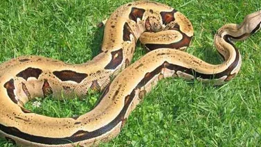 Capturaron a una boa que llevaba cinco días desaparecida en un edificio en Brasil