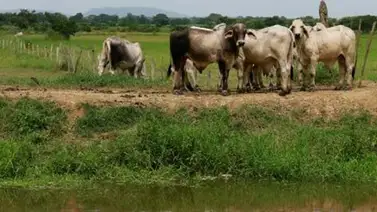 Colombia perdió su condición de país libre de fiebre aftosa tras un rebrote Colombia perdió su condición de país libre de fiebre aftosa tras un rebrote