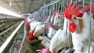 Emergencia sanitaria en departamento colombiano por virus aviar de Newcastle Emergencia sanitaria en departamento colombiano por virus aviar de Newcastle