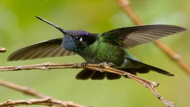 Científicos descubren una nueva especie de colibrí en los páramos de Ecuador