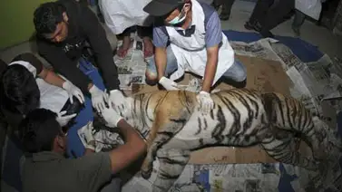 Muere tigresa en Indonesia al caer en trampa para cerdos Muere tigresa en Indonesia al caer en trampa para cerdos