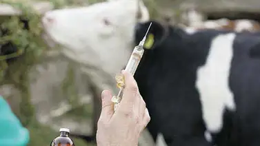 Gobierno reitera que en Venezuela no hay casos de fiebre aftosa desde 2012 Gobierno reitera que en Venezuela no hay casos de fiebre aftosa desde 2012