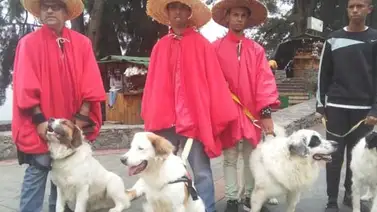 Misión Nevado celebró los 45 años de la declaración del Mucuchies como perro nacional Misión Nevado celebró los 45 años de la declaración del Mucuchies como perro nacional