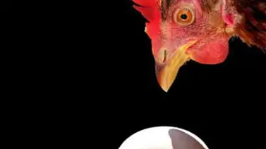 La física ofrece respuesta al misterio del huevo y la gallina La física ofrece respuesta al misterio del huevo y la gallina