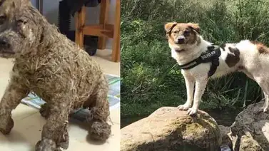 Observa la asombrosa recuperación de Pascal el perrito que estuvo al borde de la muerte Observa la asombrosa recuperación de Pascal el perrito que estuvo al borde de la muerte