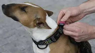 Empresario desarrolla monitor de actividad de mascotas Empresario desarrolla monitor de actividad de mascotas