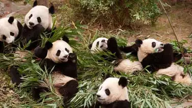 Kristen Bell narra tierno documental de IMAX "Pandas" Kristen Bell narra tierno documental de IMAX "Pandas"