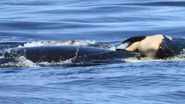 Orca de luto subraya la crisis de estos cetáceos en peligro