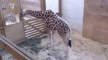 April la jirafa está embarazada de nuevo April la jirafa está embarazada de nuevo