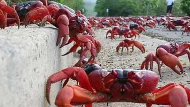 Trinidad y Tobago prohíbe la importación de cangrejos de Venezuela