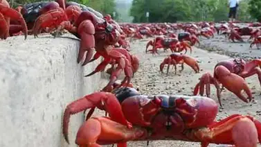 Trinidad y Tobago prohíbe la importación de cangrejos de Venezuela Trinidad y Tobago prohíbe la importación de cangrejos de Venezuela