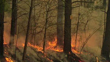 Más alergias, menos osos: ejemplos de calentamiento global